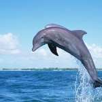 Dolphin high quality wallpapers
