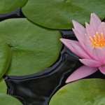 Lotus high quality wallpapers