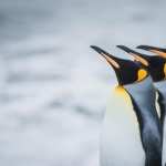 Penguin new photos