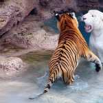 Tiger free wallpapers