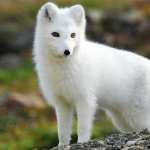 Arctic Fox background