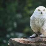 Snowy Owl new wallpapers
