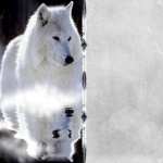 Arctic Wolf high definition photo