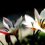 Crocus wallpapers for android