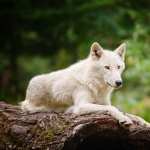 Arctic Wolf high definition wallpapers