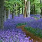 Bluebell free wallpapers
