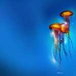 Jellyfish high definition wallpapers