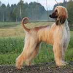 Afghan Hound new wallpapers