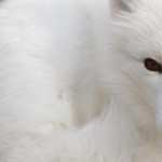 Arctic Fox high definition wallpapers