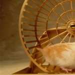 Hamster download wallpaper