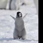Penguin free download