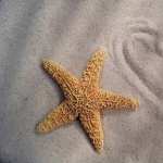 Starfish images