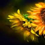 Sunflower full hd