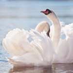 Swans download wallpaper