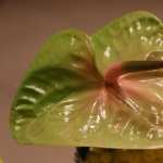 Anthurium free wallpapers