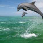 Dolphin wallpaper