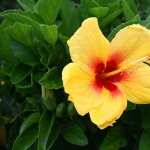 Hibiscus widescreen