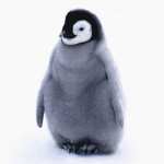 Penguin wallpapers for android