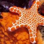 Starfish desktop wallpaper