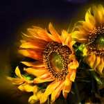 Sunflower pics