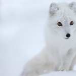 Arctic Fox image