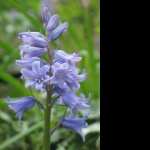 Bluebell wallpapers hd