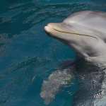 Dolphin full hd