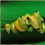 Frog download wallpaper