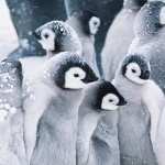 Penguin photos