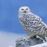 Snowy Owl download wallpaper
