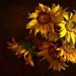 Sunflower PC wallpapers