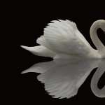 Swans pic