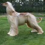 Afghan Hound hd desktop