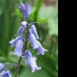 Bluebell images