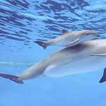 Dolphin download wallpaper