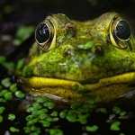 Frog hd wallpaper