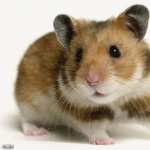 Hamster PC wallpapers