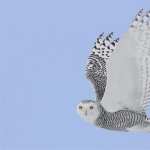 Snowy Owl full hd