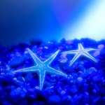 Starfish free download