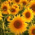 Sunflower hd pics