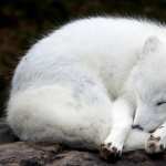 Arctic Fox full hd