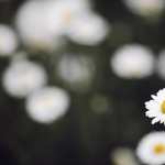 Daisy wallpapers for iphone