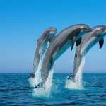 Dolphin 1080p