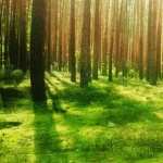 Forest download wallpaper