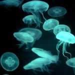 Jellyfish pic