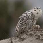 Snowy Owl pics
