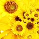 Sunflower wallpapers hd