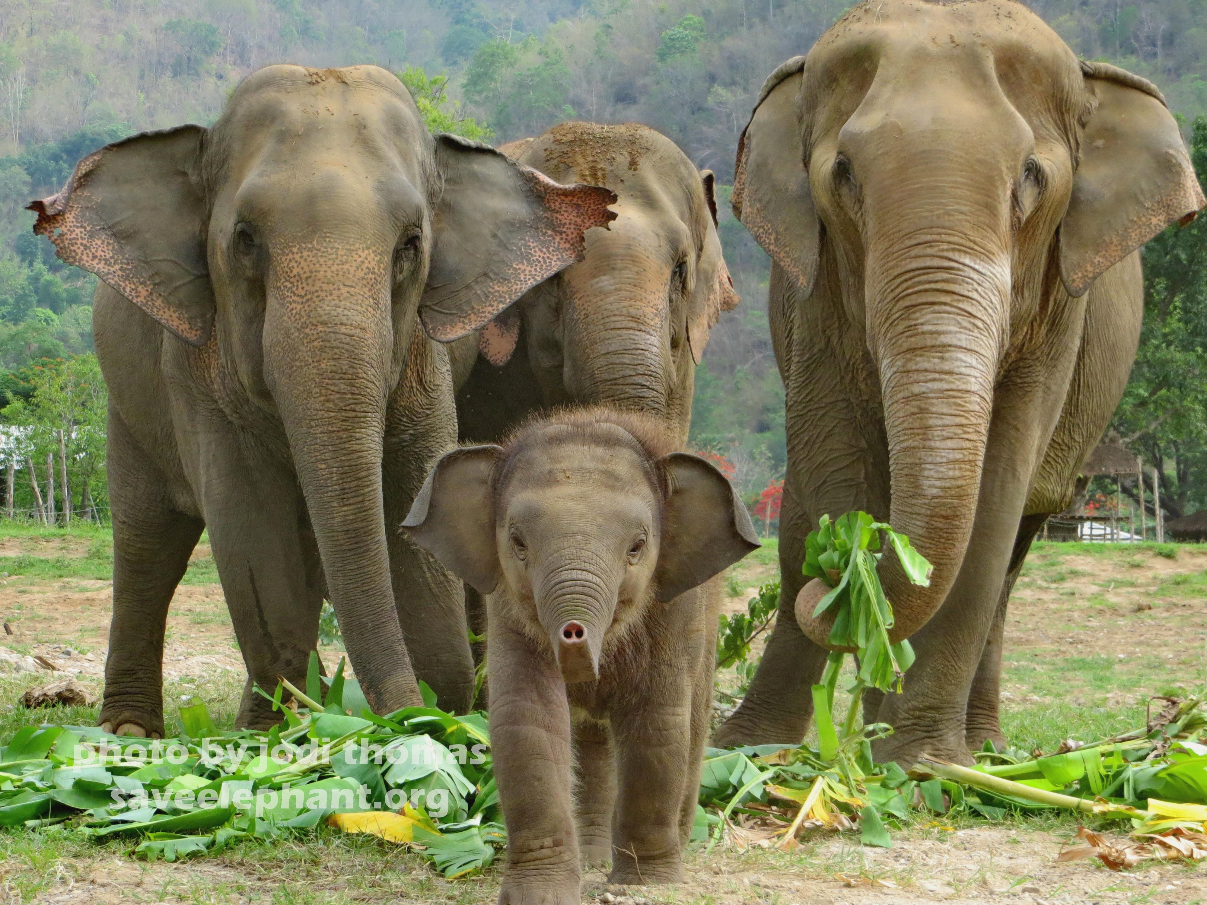 Elephant множественное. Слон. Красивый слон. Семья слонов. Слон фото.