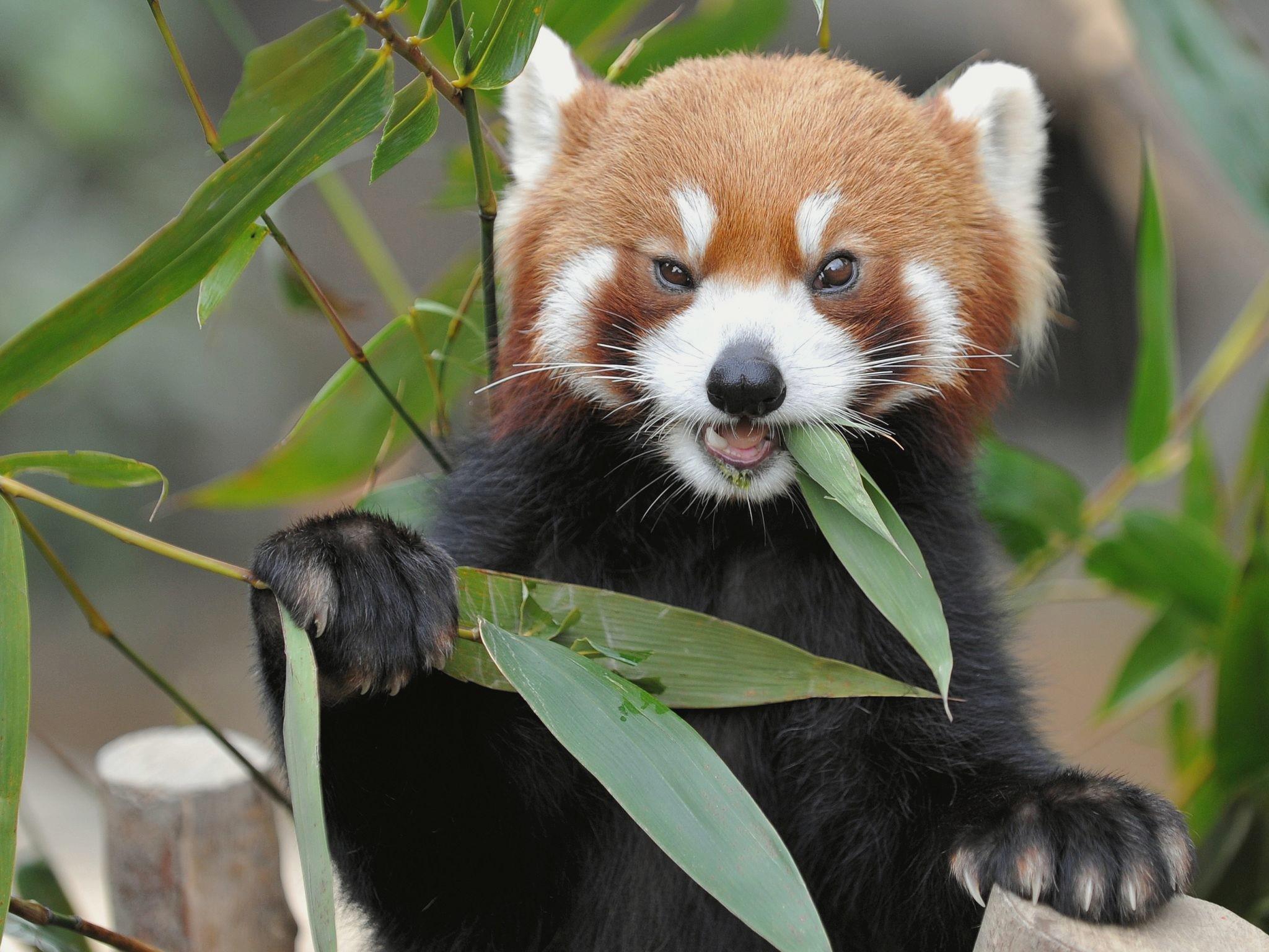 природа животное красная панда детеныш скачать
