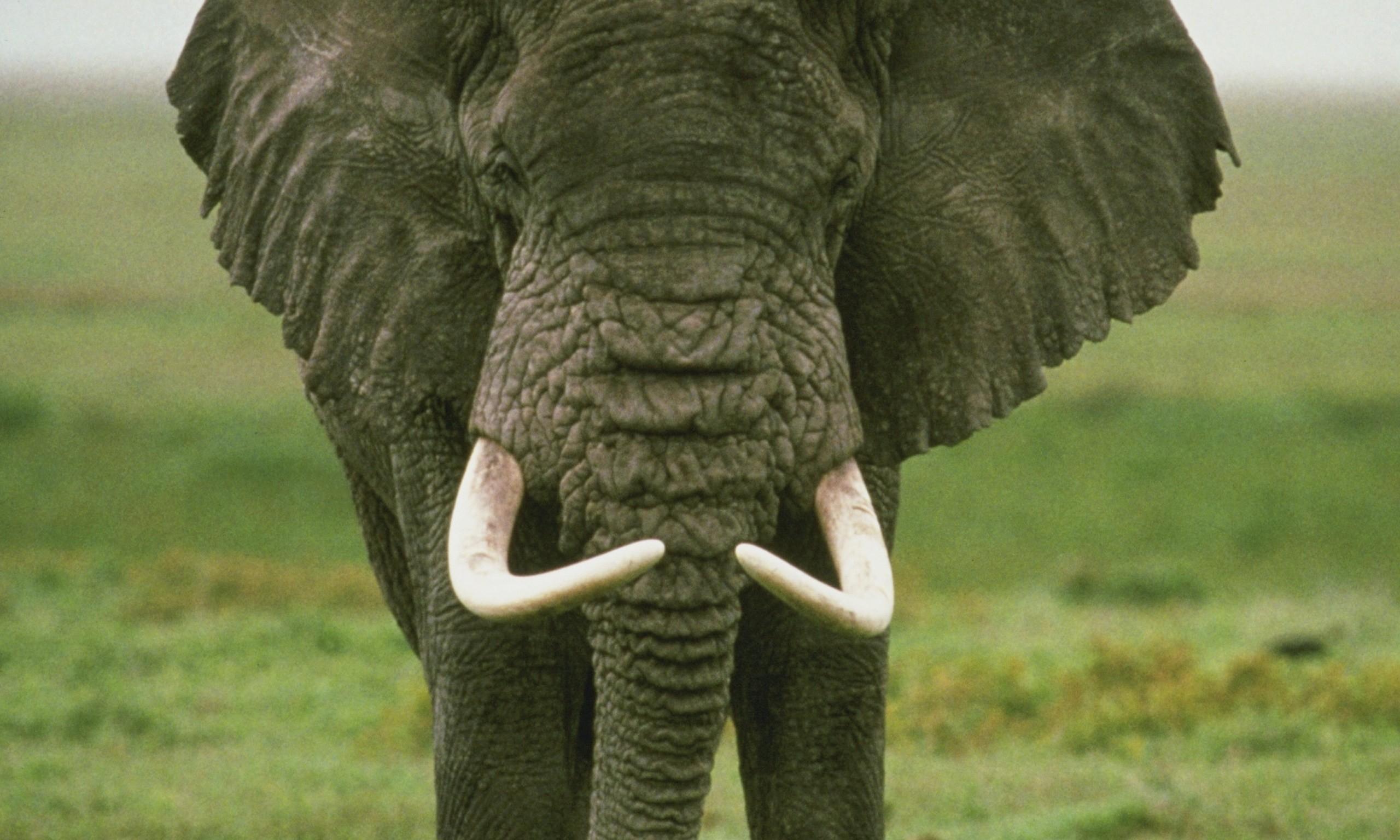 Слоновый язык. Бивни слона. Слоны с бивнями. Бивень животное.